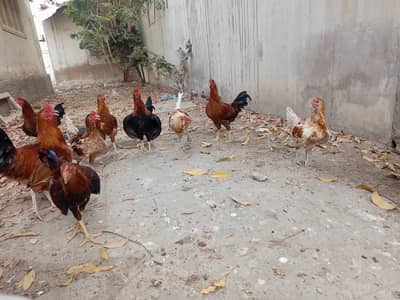 Golden Misri Murgha , Healthy and Active