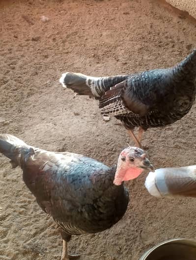 Turkey Birds