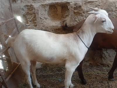 teddy goat pear