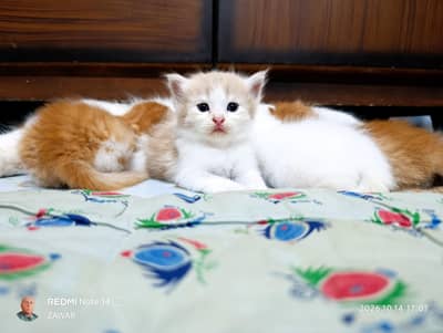 Turkish angoori cat