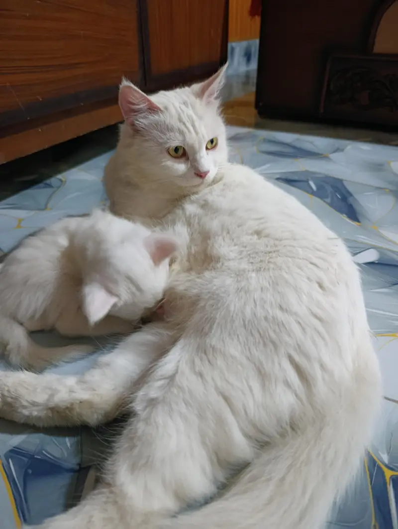 Turkish angoori cat — photo 2