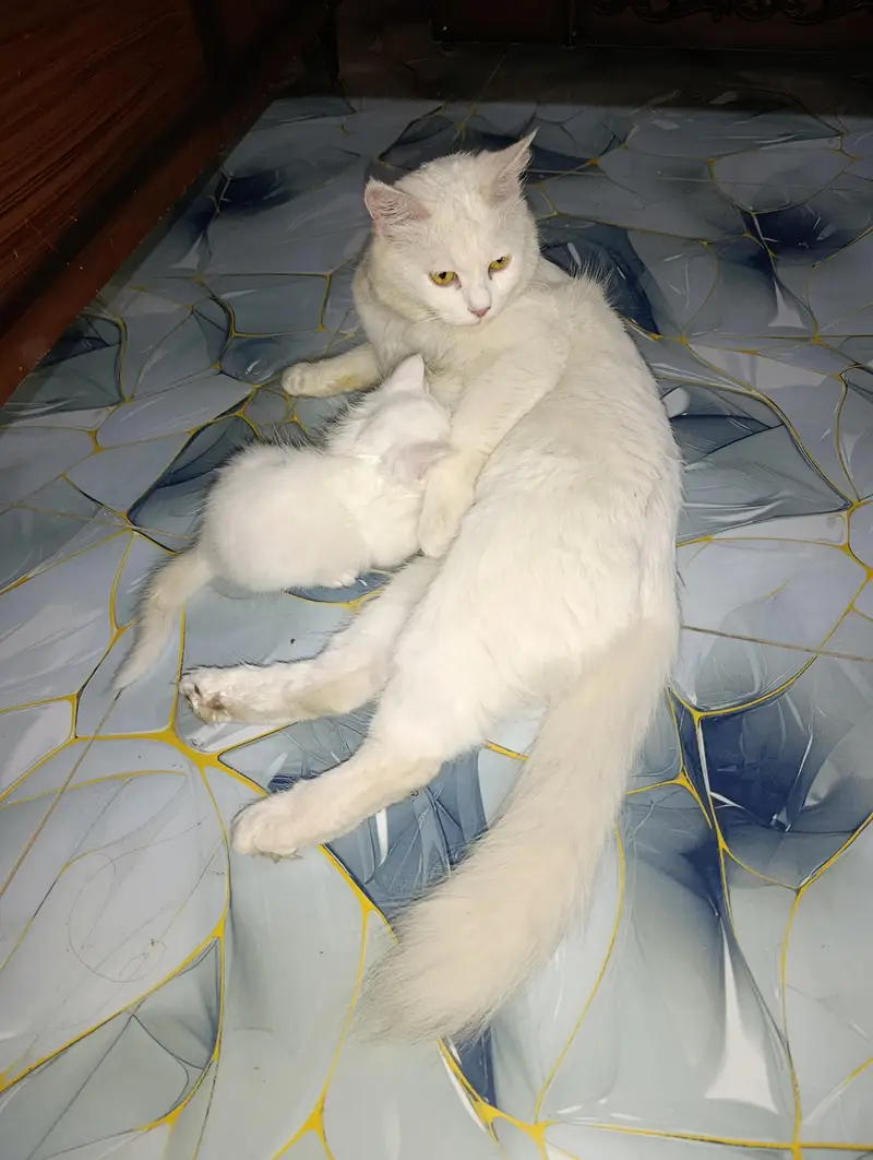 Turkish angoori cat — photo 3