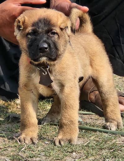 Kimg  Turkish kangal dabal Hadi Havey bone structure for sale