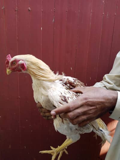 pure aseel mianwali breed male