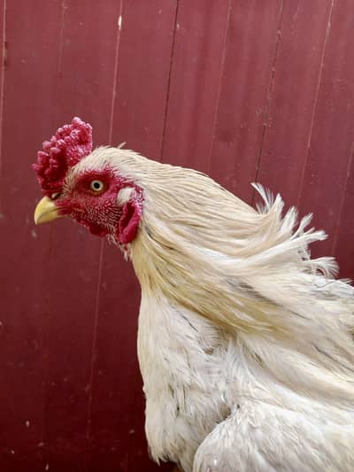 pure aseel mianwali breed male