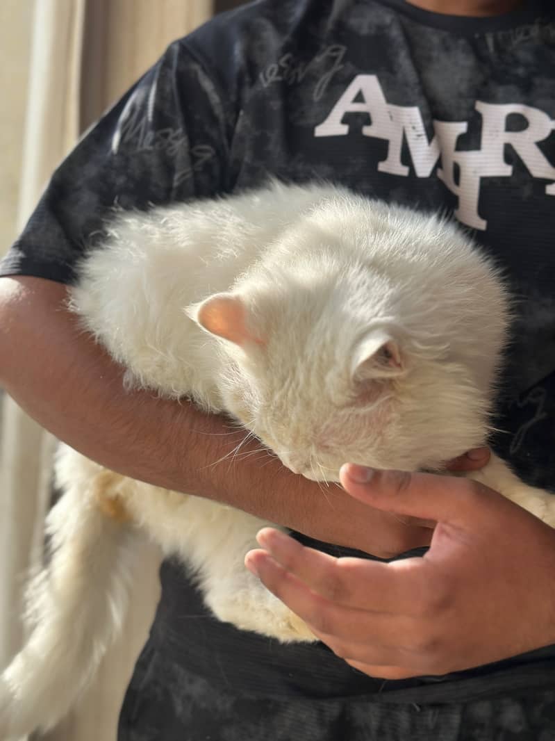 3 coted 2