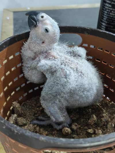 GREY Parrot  Congo size