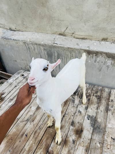 Gulabi tedda male