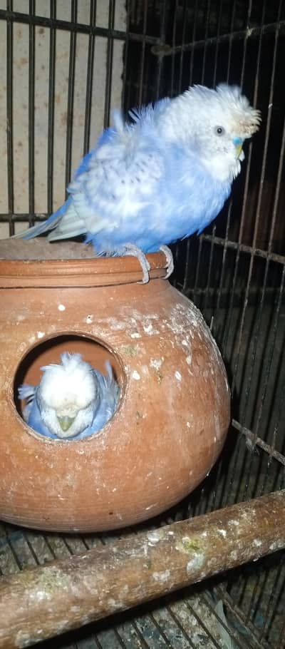 Hogoromo adult  pair for sale