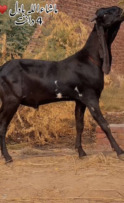 pure amratsari beetal bKra