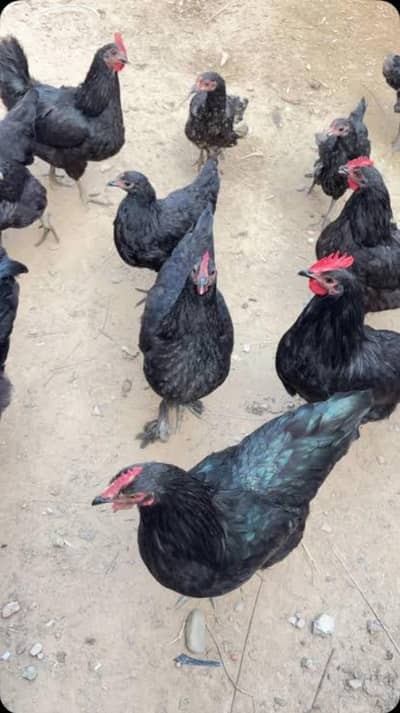 astrolorp hens and pairs