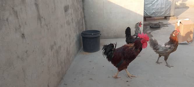 Desi murga or 2 murgiya