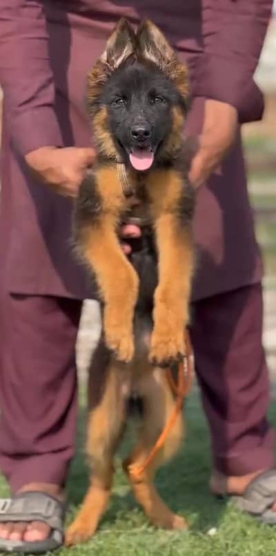 Top Quality German Shepherd Puppies | Long Coat | GSD female