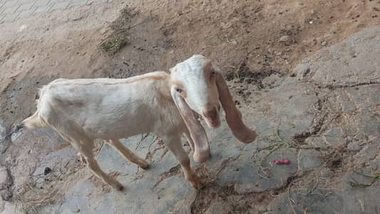Femlae Goat For sale