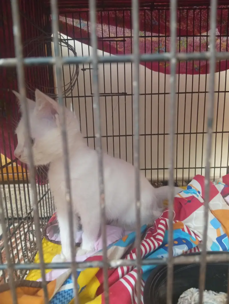 cat baby