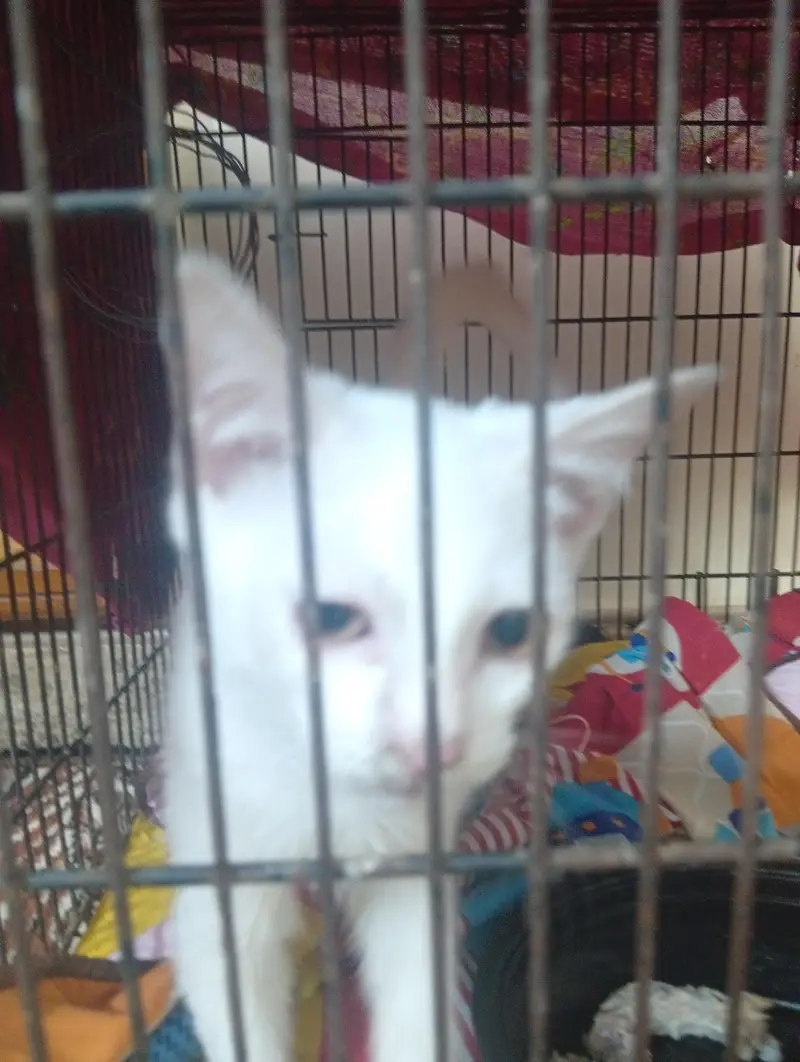 cat baby — photo 2