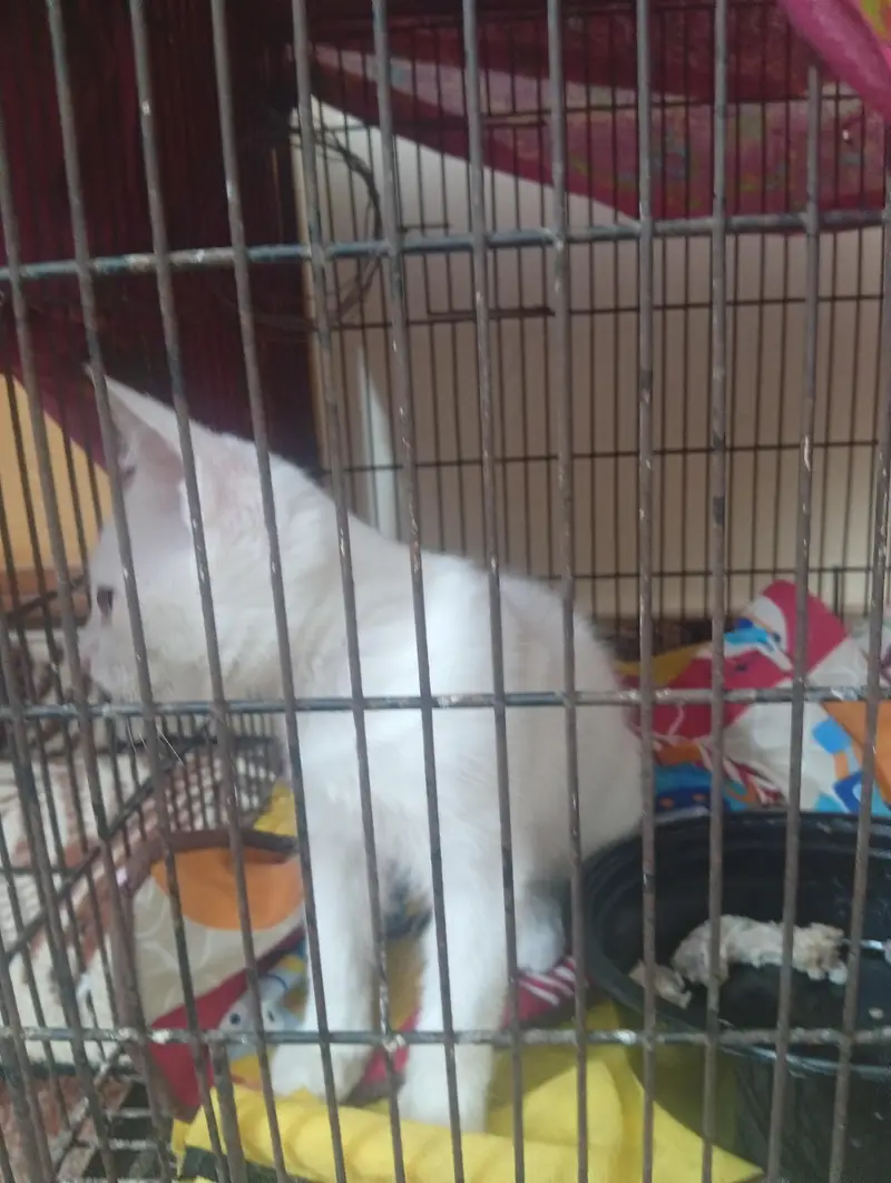 cat baby — photo 3
