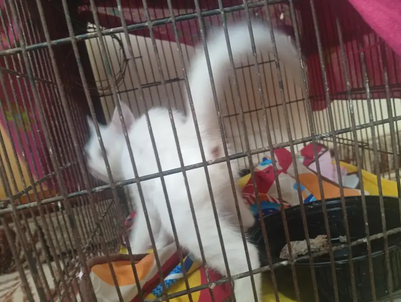 cat baby — photo 4