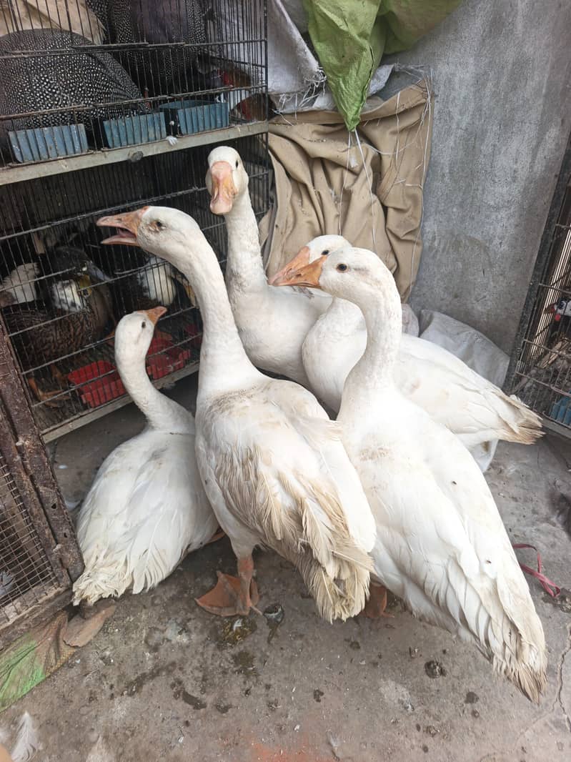 long neck Duck 0