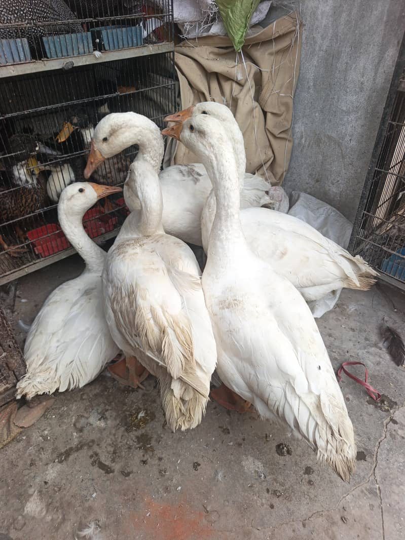 long neck Duck 1