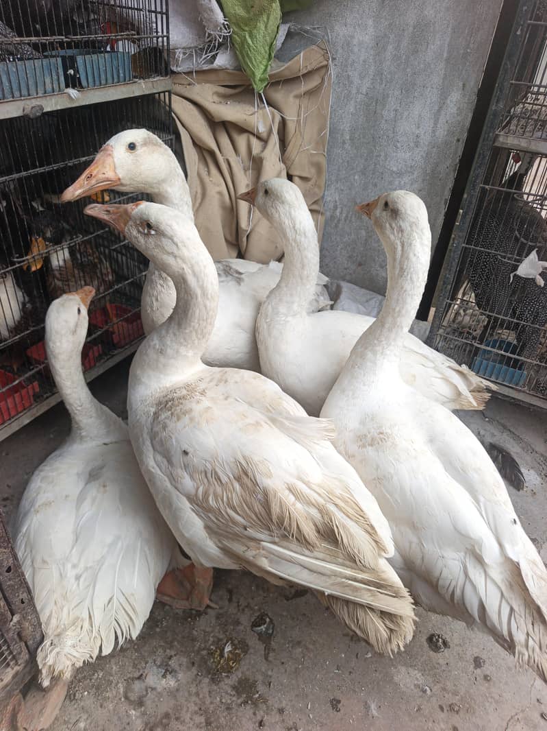 long neck Duck 2