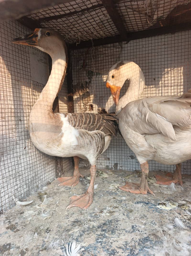 long neck Duck 3