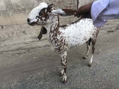 Bakri