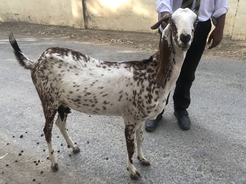 Bakri 1