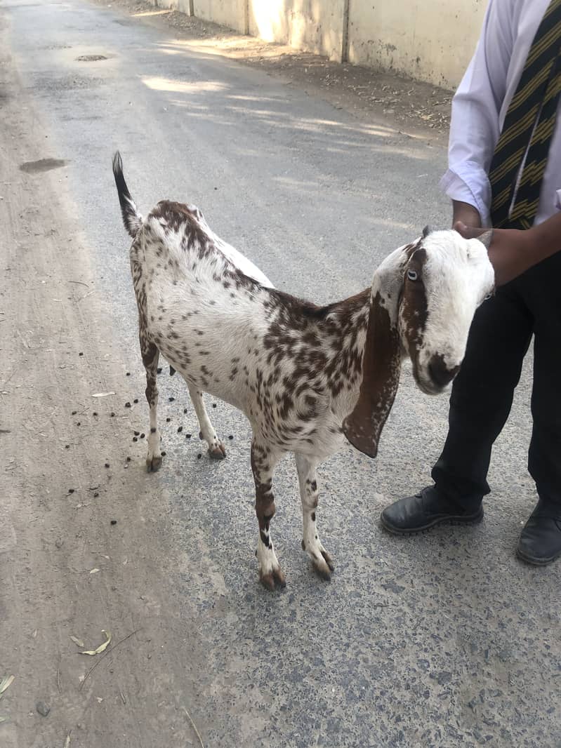Bakri 2