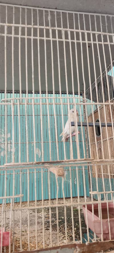 3 pinjra h all calar fishar
