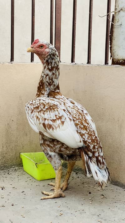 Pure aseel murgi chini