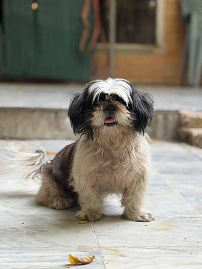 Shih Tzu