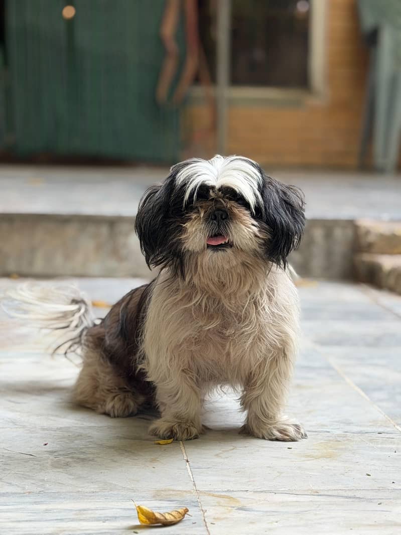 Shih Tzu 0