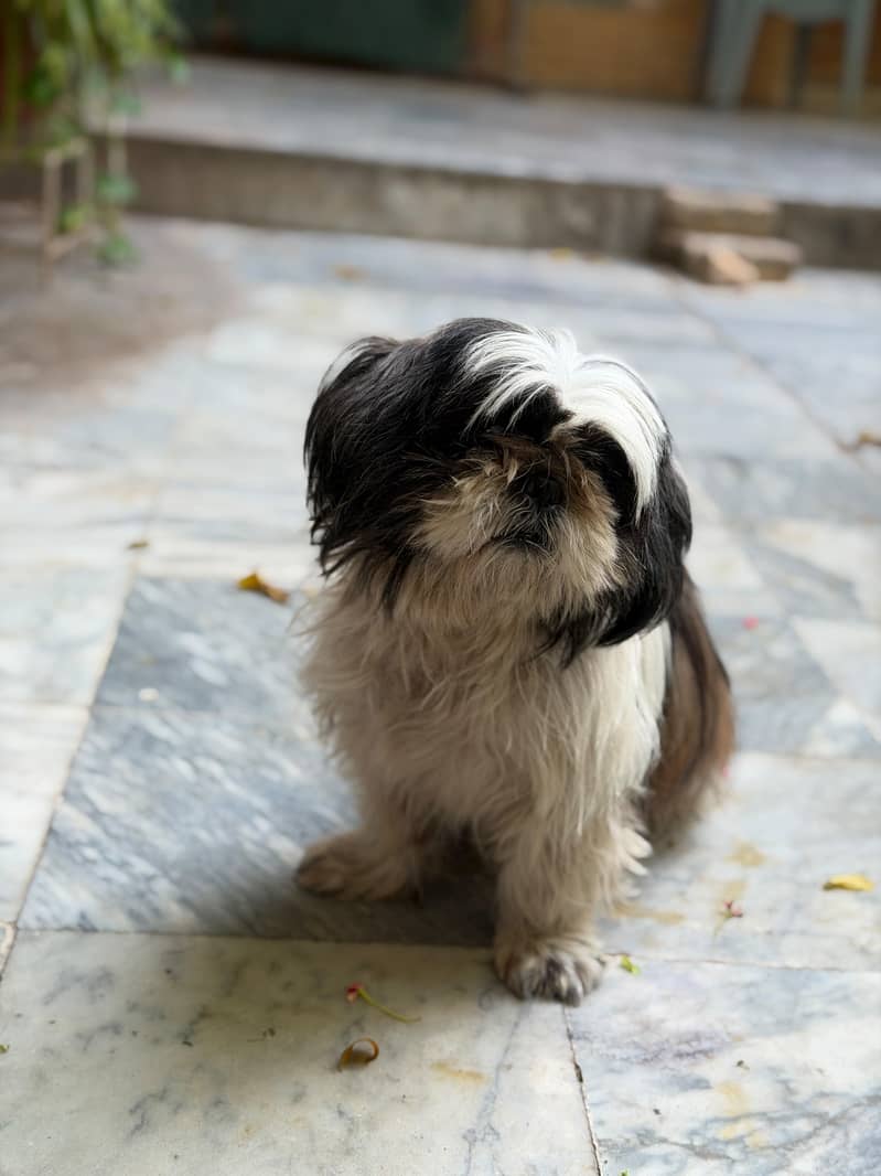 Shih Tzu 2
