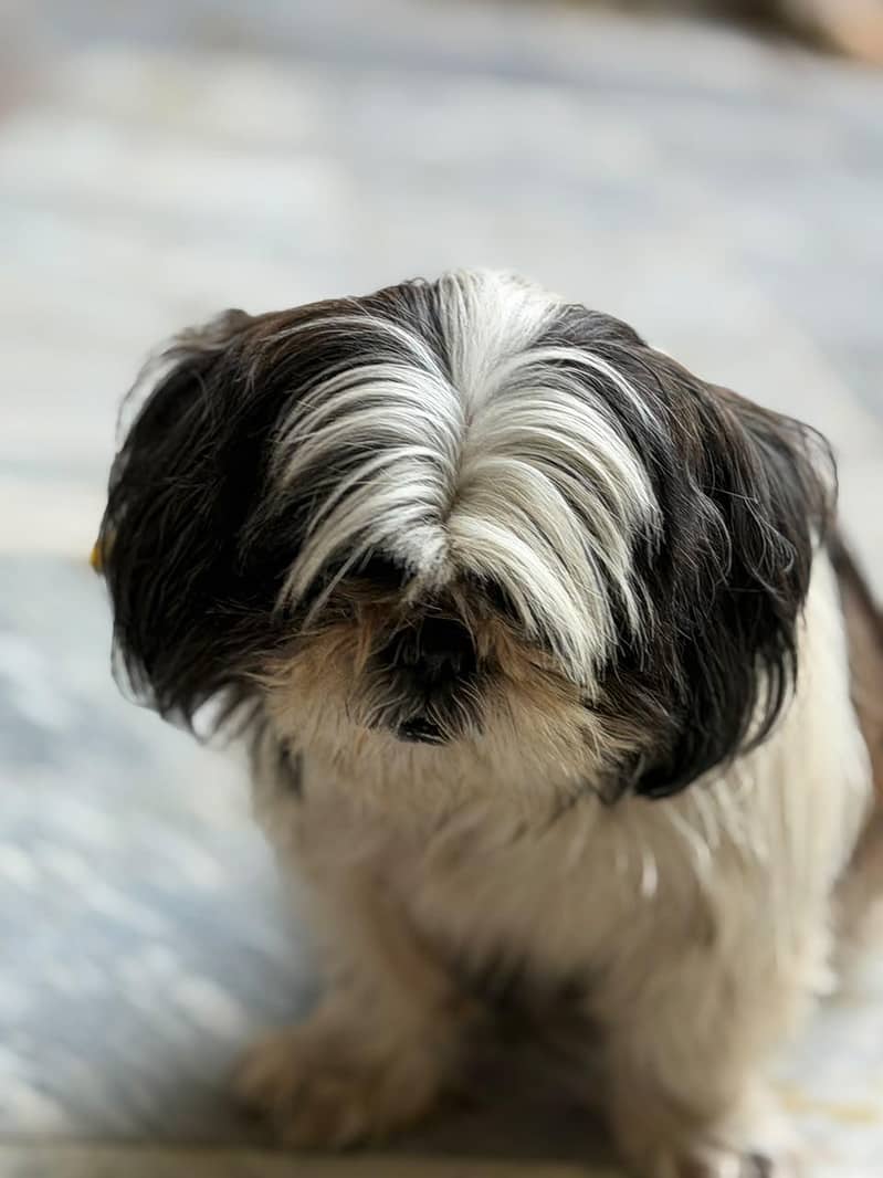 Shih Tzu 3