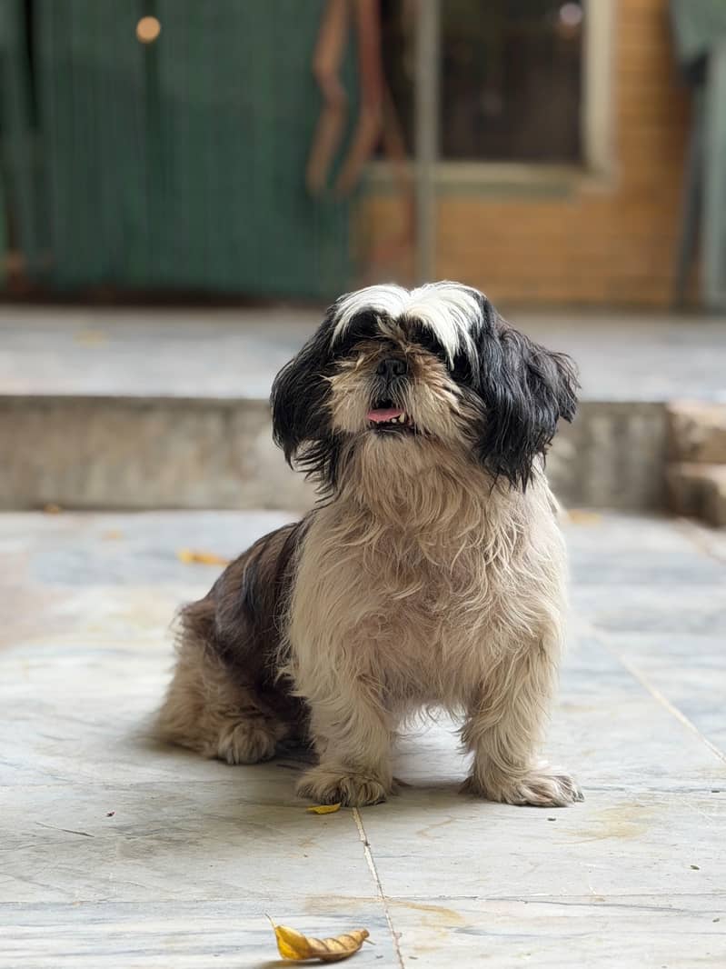 Shih Tzu 4
