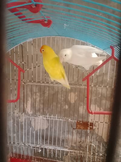 Love bird