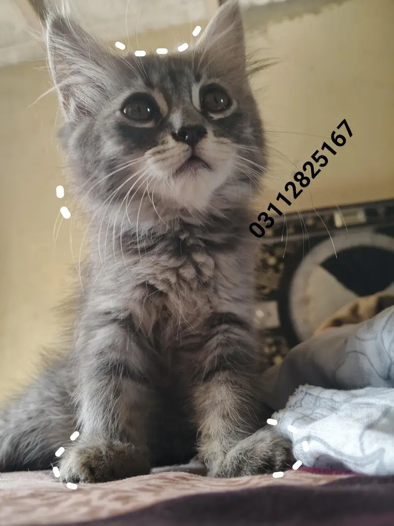 Cat Kitten — photo 2