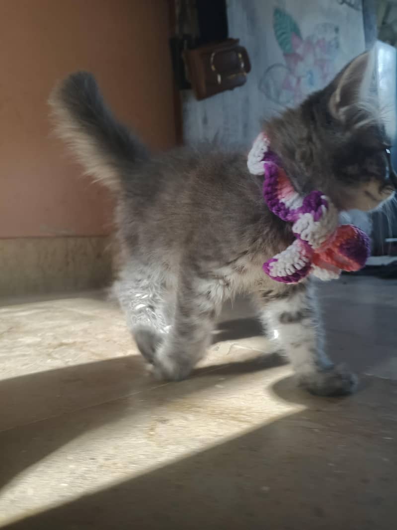 Cat Kitten 3