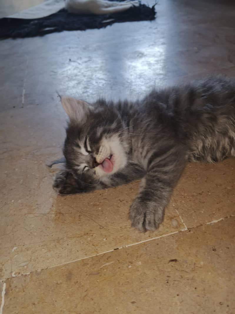 Cat Kitten 5