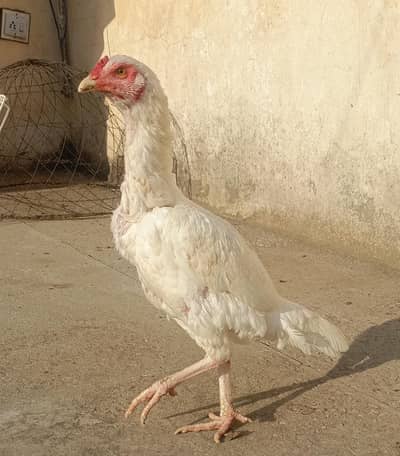 Paper White Aseel Female For Sale. . . what's app: 03219874606