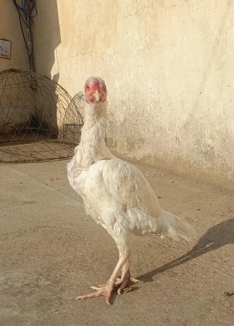 Paper White Aseel Female For Sale. . . what's app: 03219874606 — photo 2