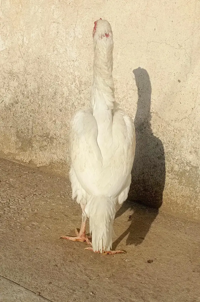 Paper White Aseel Female For Sale. . . what's app: 03219874606 — photo 3