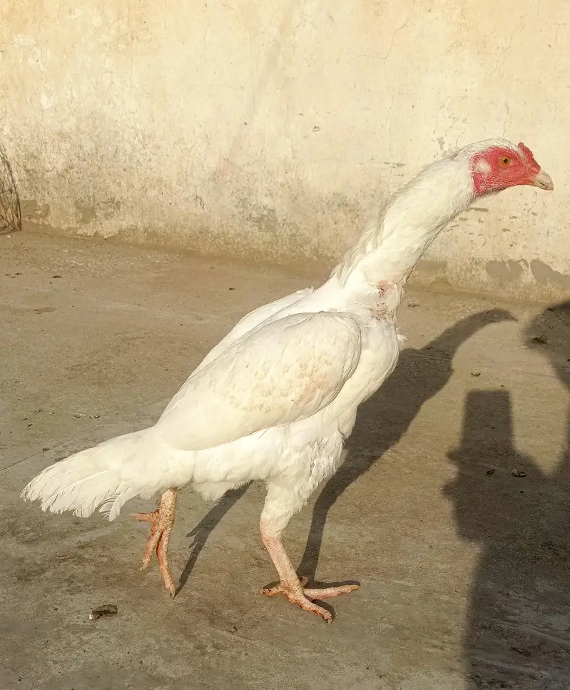 Paper White Aseel Female For Sale. . . what's app: 03219874606 — photo 4
