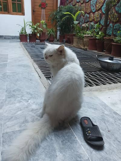 Persian male triple coated