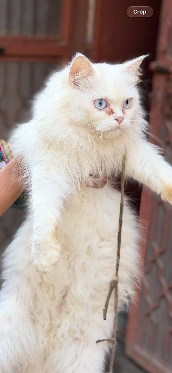 Persian Cat 0