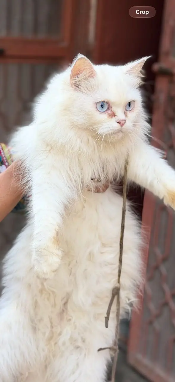 Persian Cat