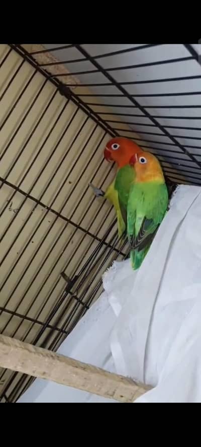 green euving opline female and green opline male with DNA