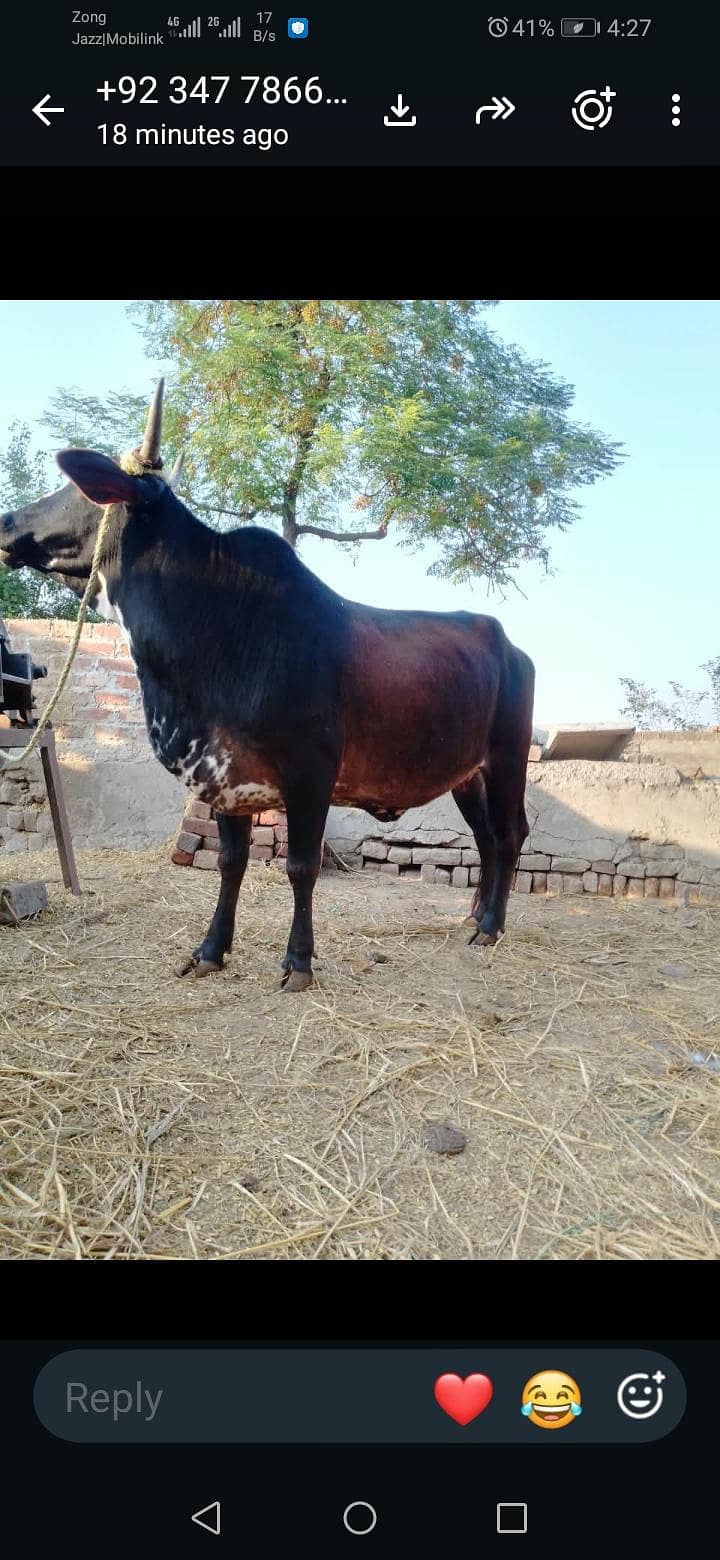 sell for meet 0