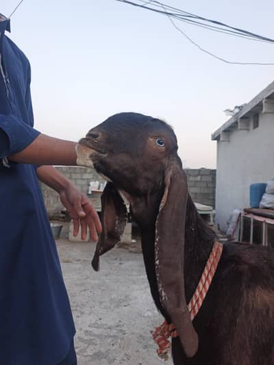 6 dant first timer bakri for sale